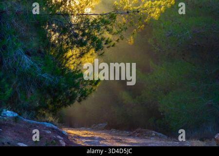 Jerusalem-Kiefer (Pinus halepensis, allgemein bekannt als Aleppo-Kiefer) Wald fotografiert in Jerusalem, Israel Stockfoto
