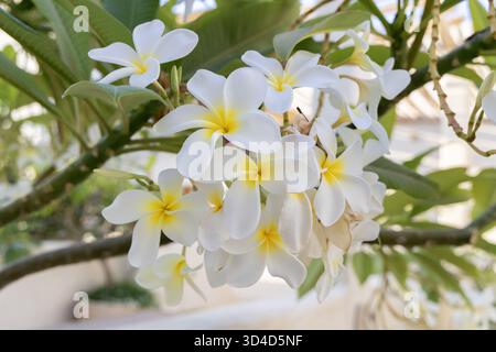 Aus nächster Nähe sehen Sie wunderschöne weiße Plumeria-Blüten mit gelben Zentren, die auf einem Baum wachsen. Die leuchtenden Blüten heben sich von dem üppigen grünen Laub ab und schaffen eine tropische und ruhige Atmosphäre Stockfoto