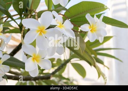 Eine lebendige Nahaufnahme weißer Plumeria-Blüten mit gelben Zentren, die gegen üppig grüne Blätter blühen. Die tropischen Blumen schaffen eine ruhige und natürliche Atmosphäre, perfekt für Naturliebhaber Stockfoto