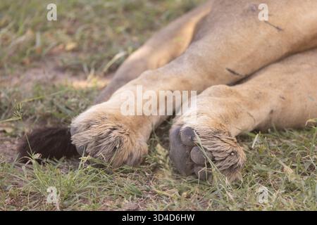 Nahaufnahme der Beine und Pfoten eines männlichen Löwen Panthera leo, fotografiert im Masai Mara National Reserve, Kenia im April Stockfoto