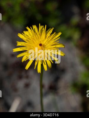 Hawkweed fotografiert in den österreichischen Alpen im August Stockfoto