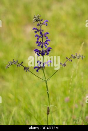 Blühende Pflanze Salvia pratensis, allgemein bekannt als Wiesensalbei oder wiesenblume. Es handelt sich um eine mehrjährige krautige Pflanze, die in Europa, Westasien, an beheimatet ist Stockfoto