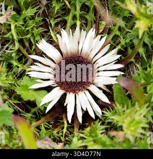Psilbendistel (Carlina acaulis), auch als Stängellose Knorcheldistel oder Zwergkarlindistel bekannt. Fotografiert in den österreichischen Alpen im August Stockfoto