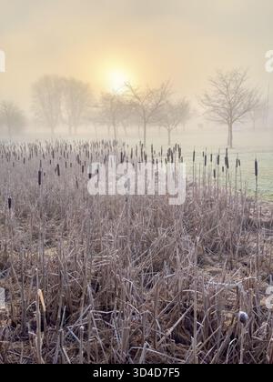 Bulrush pflanzt einen kalten, nebeligen Wintermorgen mit der Sonne in einem öffentlichen Park Stockfoto