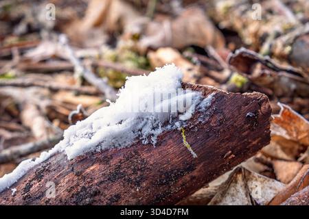 Nahaufnahme bei Haareis auf einem toten Wald im Wald Stockfoto