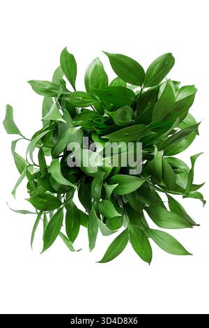 Ein Bündel eukalyptusgrüner Zweige isoliert auf weißem Hintergrund Stockfoto