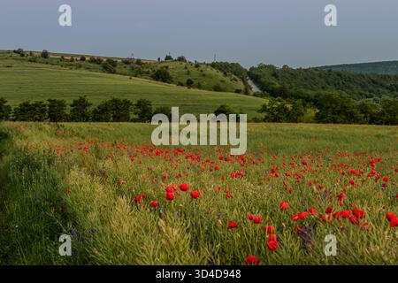 Ein Feld voller leuchtend roter Mohnblumen erstreckt sich über die Landschaft, umgeben von sanften grünen Hügeln und einer ruhigen Baumlinie an klaren Tagen. Stockfoto