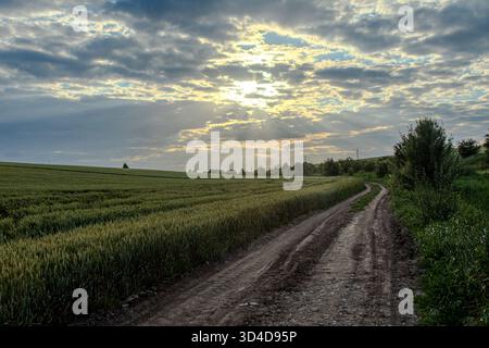 Eine unbefestigte Straße schlängelt sich durch ein üppiges Weizenfeld, während goldenes Sonnenlicht am späten Nachmittag durch die Wolken in einer ruhigen Landschaft fließt. Stockfoto