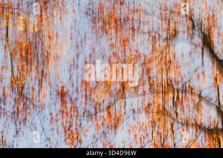 Die absichtliche Kamerabewegung erzeugt einen traumhaften abstrakten Effekt von Herbstblättern und Ästen in warmen Tönen. Stockfoto
