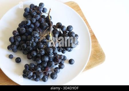 Ein Bündel schwarzer Canaiolo-Trauben (auch bekannt als Canaiolo Nero) auf einem weißen Teller, weißem Hintergrund. Es handelt sich um eine schwarze Rebsorte, die in der Toskana weit verbreitet ist. Stockfoto