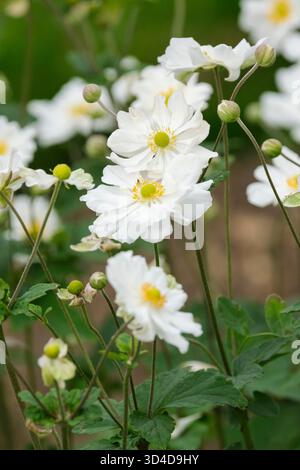Anemone x hybrida Honorine Jobert, japanische Anemone Honorine Jobert, halbdoppelte weiße Blüten, gelbe Staubblätter, Stockfoto