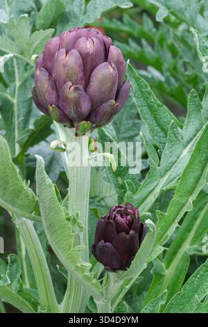 Cynara cardunkulus, Kardoon, silbrig-graue, stachelige Blätter, Knospen im späten Frühling Stockfoto