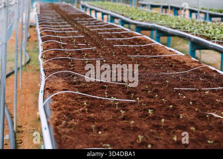 Reihen frisch gepflanzter Gemüsesämlinge, die aus reichem organischen Boden in kontrollierter Landwirtschaft entstehen. Die erhöhten Pflanzbeete sind mit ausgestattet Stockfoto