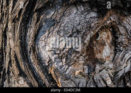 Grobe knorrige Baumrindenstruktur mit wirbelndem Muster Stockfoto