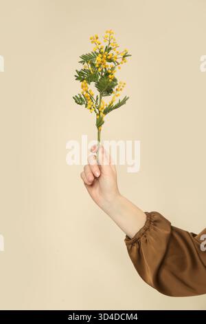 Nahaufnahme der weiblichen Hand, die Frühlings-Mimosa-Blumenzweig auf beigem Hintergrund hält Stockfoto