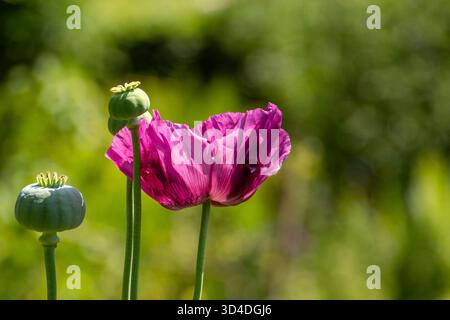 Nahaufnahme einer violetten Mohnblume, Fokus auf den Vordergrund. Stockfoto