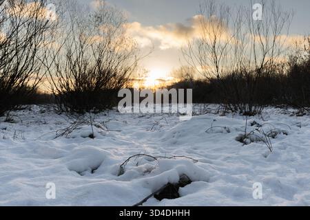 Eine friedliche Winterszene mit einem schneebedeckten Feld bei Sonnenuntergang. Die niedrige Sonne wirft ein goldenes Licht über den unberührten Schnee, während blattlose Büsche umrahmen Stockfoto