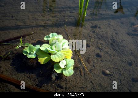 Grünwassersalat oder Pistia stratiotes Pflanzen auf dem Reisfeld. Stockfoto