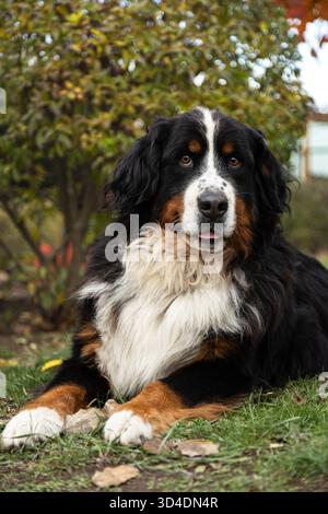 Ein riesiger Berner Sennenhund vor der Kulisse von Herbstbüschen und Laub. Ein niedlicher Berner Sennenhund auf einem Spaziergang im Park im Herbst. Stockfoto