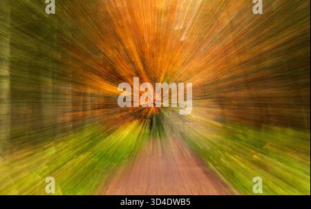 Die absichtliche Kamerabewegung von ICM in Dundee erzeugt eine abstrakte Unschärfe von Waldbäumen im feuchten und nebeligen Herbstlicht Schottlands Stockfoto