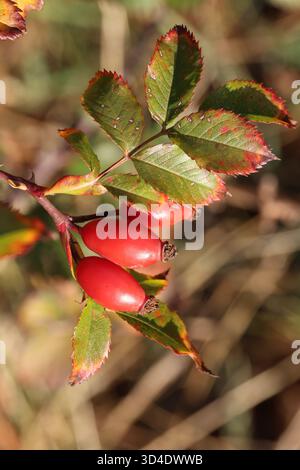 Rote Rose Hüfte mit einem Blatt in der Sonne. Rosa Canina Stockfoto