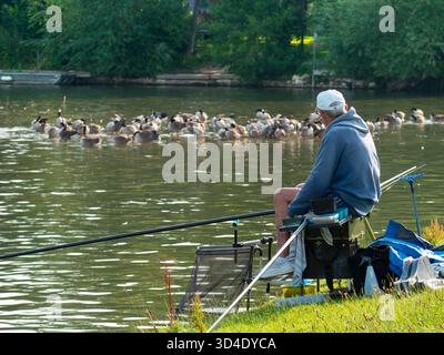 Fisherman und eine Schar Kanadier auf der Themse, direkt bei Abingdon Lock und Weir. Branta canadensis ist in den arktischen und gemäßigten Regionen Nordamerikas beheimatet und wurde erfolgreich in Großbritannien eingeführt. Sie ist heute fast überall an der Themse zu sehen. Die Fischer sind an den Fischen interessiert, nicht an den Vögeln. Stockfoto