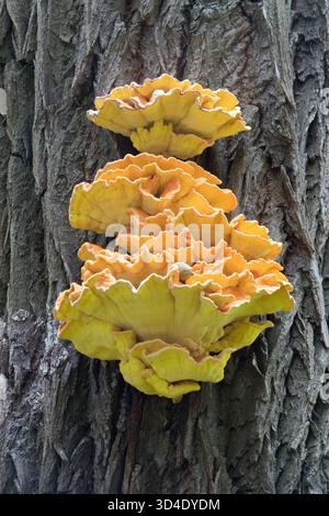 Waldpilz, der auf einem Baumstamm wächst, Laetiporus sulphureus Stockfoto