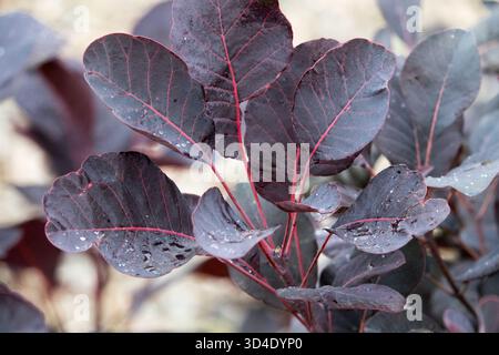 Smoke Tree venezianische Sumac Färber Sumac, Cotinus coggygria 'Winecraft Black', European Smoketree Eurasian Smoketree Blätter aus nächster Nähe Stockfoto