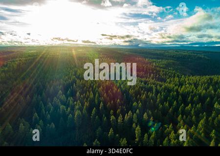 Blick aus der Vogelperspektive auf den dichten, grünen Wald, der in das strahlende Licht der Sonnenstrahlen getaucht ist, die durch die Wolken dringen, Mt Hood, Oregon, USA. Stockfoto