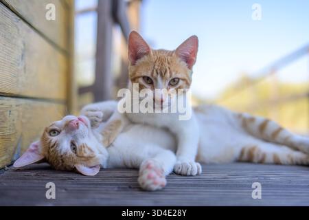Zwei Ingwerkatzen liegen auf einer Holzterrasse, wobei eine Bauchdecke und die andere eine Pfote auf ihrem Freund auflegt. Diese Szene fängt ihre liebevolle Bindung ein. Stockfoto