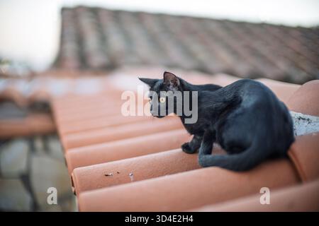 Am späten Nachmittag sitzt eine schwarze Katze auf den Terrakottadächern in Villaviciosa de Cordoba und verschmilzt mit den warmen Tönen der Fliesen. Stockfoto