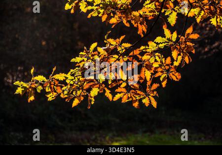 Eichenblätter werden im Herbst hinterleuchtet. Stockfoto