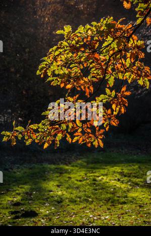 Eichenblätter werden im Herbst hinterleuchtet. Stockfoto