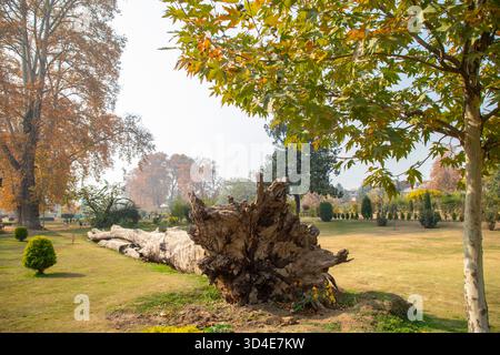 Der entwurzelte Stamm eines gefallenen Chinarbaums liegt im Shalimar-Garten aus der Mogulzeit in Srinagar. Naturschützer fordern sofortiges Handeln, da der Klimawandel und menschliche Aktivitäten die jahrhundertealten Chinarenbäume Kaschmirs bedrohen, ein Symbol für die kulturelle und ökologische Identität der Region, berühmt für ihre Rot- und Goldtöne, die das Tal jeden Herbst bedecken. Ihre Zahl ist von etwa 42.000 in den 1970er Jahren auf zwischen 17.000 und 34.000 gefallen, so ein Bericht des Forest Department von 2021, wobei mehr als 30.000 Bäume in einer laufenden Volkszählung identifiziert wurden. Experten beschuldigen steigende Temperaturen, unregelmäßige Regenfälle, Stockfoto