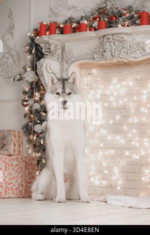 Sibirischer Husky, der neben einem dekorierten Kamin mit roten Kerzen und glühenden Weihnachtslichtern sitzt. Stockfoto