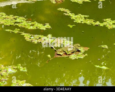 Schwimmende Lilienpads und ein kleiner Zweig ruhen auf grünen Algen-bedeckten Teichwasser und schaffen eine ruhige natürliche Szene in Buenos Aires, Argentinien. Stockfoto