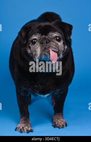Schwarzer Mops mit ausgehängter Zunge, Nahaufnahme Porträt eines süßen und lustigen kleinen Haustierhundes mit süßem Ausdruck Stockfoto