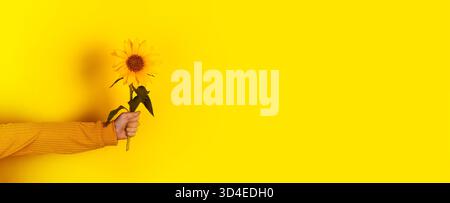Nahaufnahme einer Hand, die eine hellgelbe Sonnenblume vor einem leuchtend gelben Hintergrund hält, minimalistische Komposition mit Kopierraum, fröhlich und modern Stockfoto