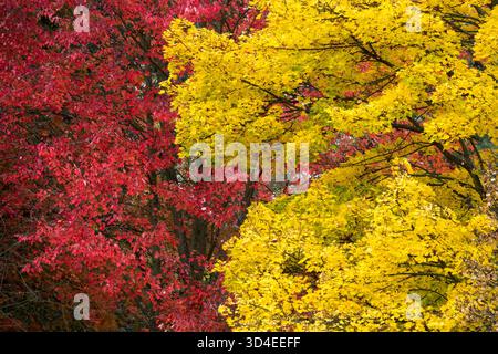 Gelbe Farben des norwegischen Ahornbaums und roter Acer rubrum im Herbst Stockfoto