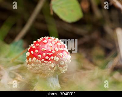 Fliegenpilz, Amanita muscaria Stockfoto