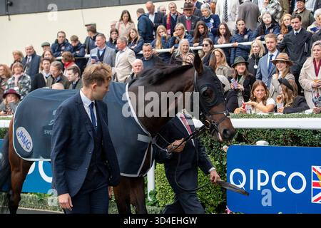 Ascot, Berkshire, Großbritannien. Oktober 2025. DER SÜSSE WILLIAM im Parade Ring, bevor er im QIPCO British Champions Long Distance Cup (Klasse 1), (Gruppe 1) beim QIPCO British Champions Day 2025 auf der Ascot Racecourse in Ascot, Berkshire, antrat. Kredit: Maureen McLean/Alamy Stockfoto