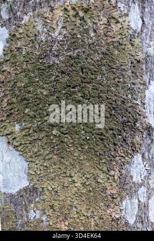 Polierte Tarnflechte auf Eichenrinde Stockfoto