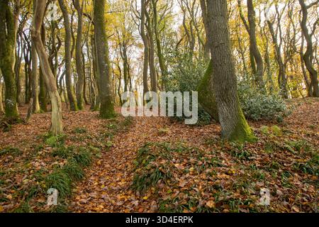 Kurvige Märchenbäume im Wald im Herbst mit Blättern auf dem Boden ein Wanderweg, Herbsthintergrund Stockfoto