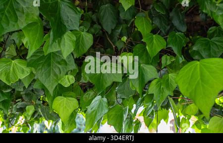 Nahaufnahme grüner Efeu Hedera Helix. Ursprüngliche Textur von natürlichem Grün. Grüner Hintergrund von eleganten, vielfarbigen Blättern mit englischen, elfenbgrünen Blättern, He Stockfoto