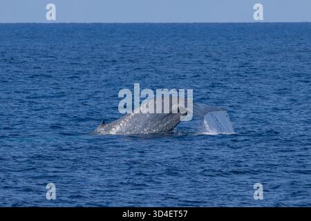 Zwergwal (Balaenoptera musculus brevicauda) der Banda-See Stockfoto