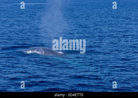 Zwergwal (Balaenoptera musculus brevicauda) der Banda-See Stockfoto