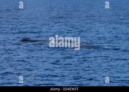 Zwergwal (Balaenoptera musculus brevicauda) Mutter und Kalb der Banda-See Stockfoto