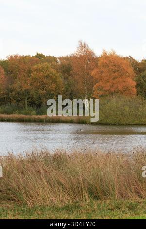 Herbstteich mit Schilf und Enten, umgeben von farbenfrohen Wäldern Stockfoto