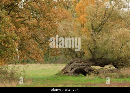 Alter Schiefer Baum in einer Herbstlandschaft in Drenthe, Niederlande Stockfoto