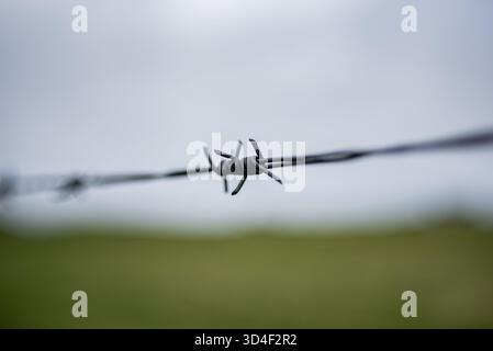 Stacheldraht. Mit Grasbalg und grauem Himmel darüber. Stockfoto